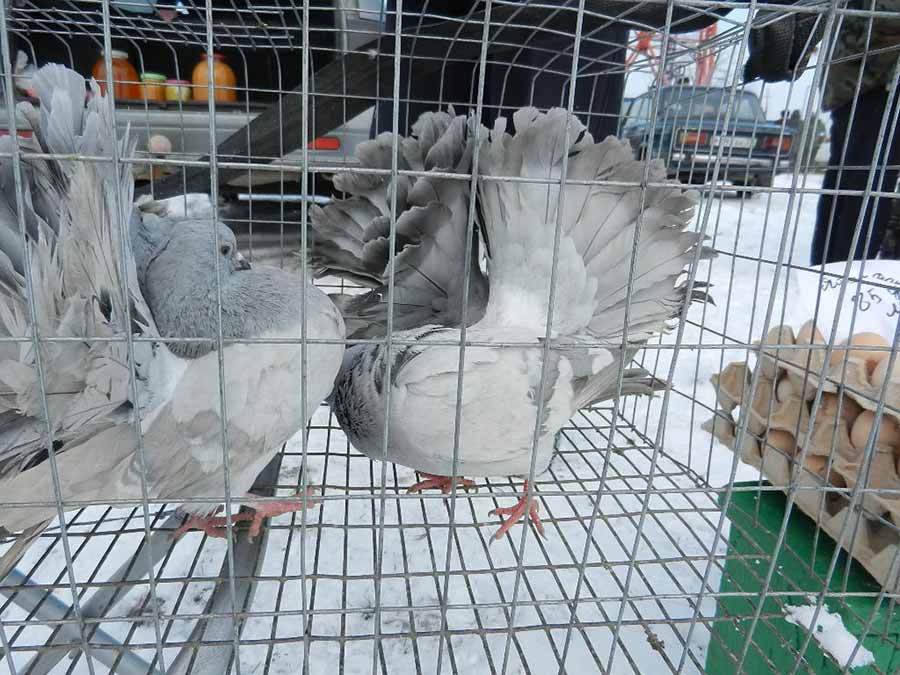 Клуб голубеводов станицы Ленинградская
