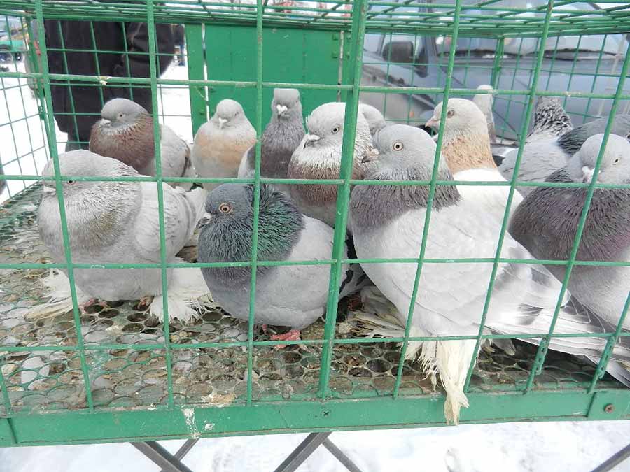 Клуб голубеводов станицы Ленинградская