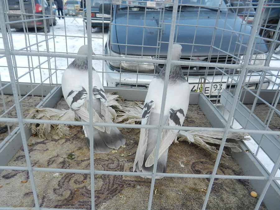 Клуб голубеводов станицы Ленинградская