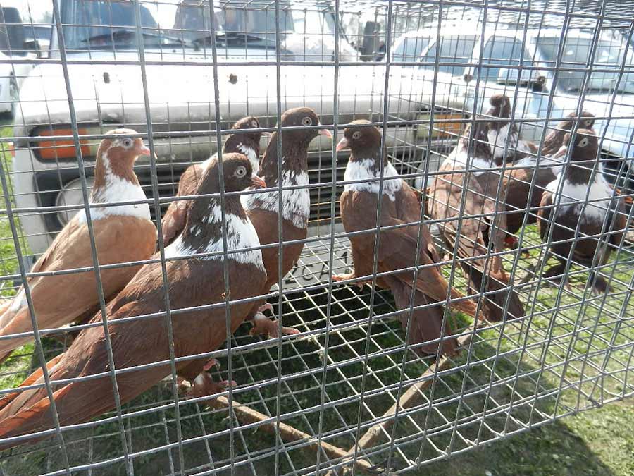 Клуб голубеводов станицы Ленинградская