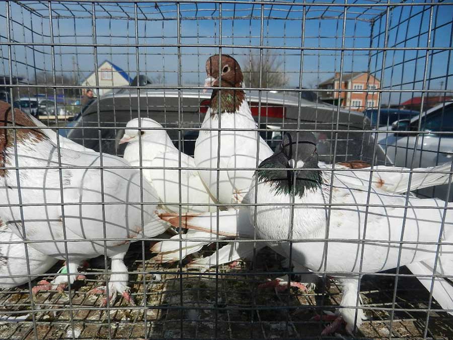Клуб голубеводов станицы Ленинградская