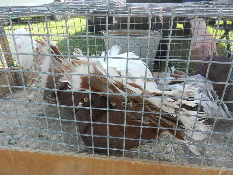 Клуб голубеводов станицы Ленинградская