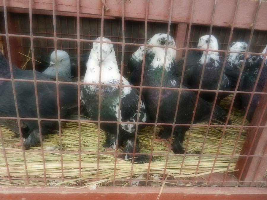 Клуб голубеводов станицы Ленинградская