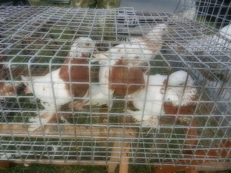 Клуб голубеводов станицы Ленинградская