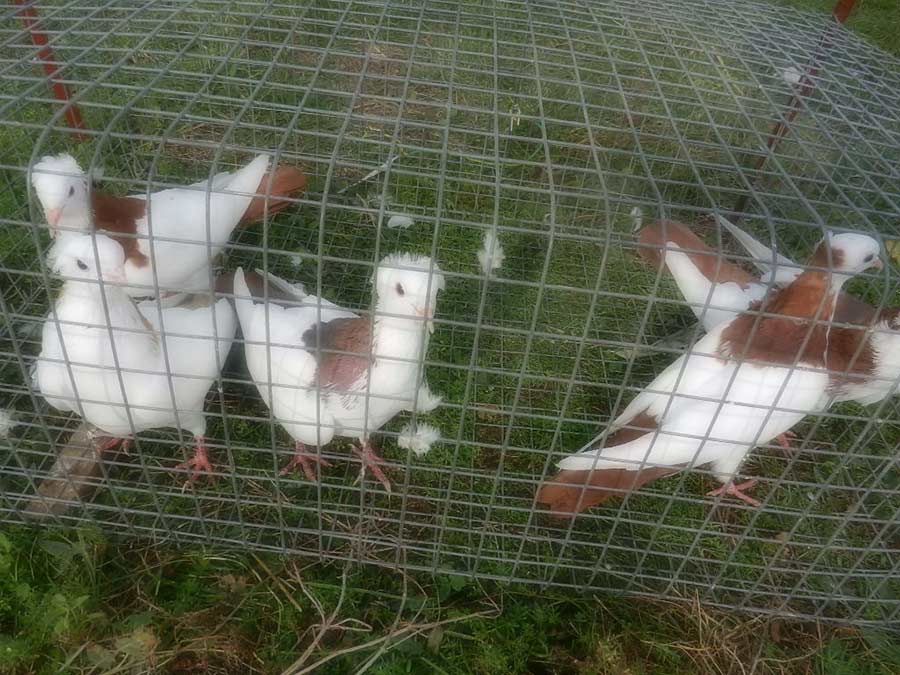 Клуб голубеводов станицы Ленинградская