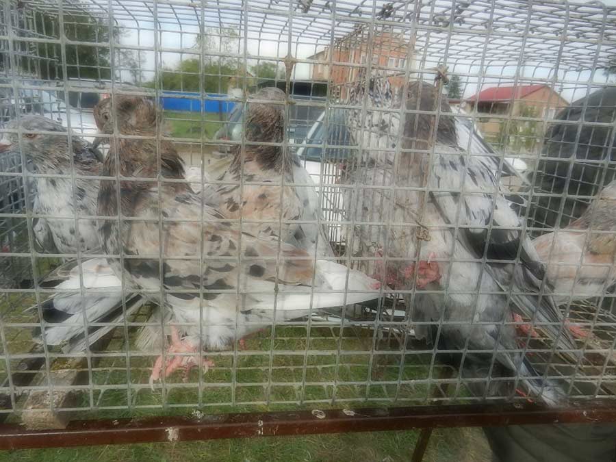 Клуб голубеводов станицы Ленинградская