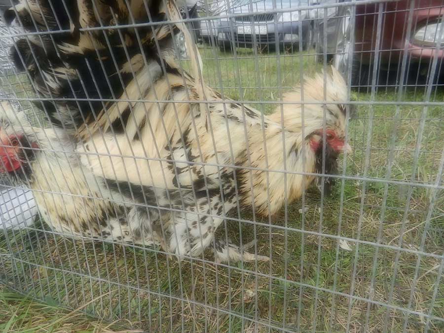 Клуб голубеводов станицы Ленинградская