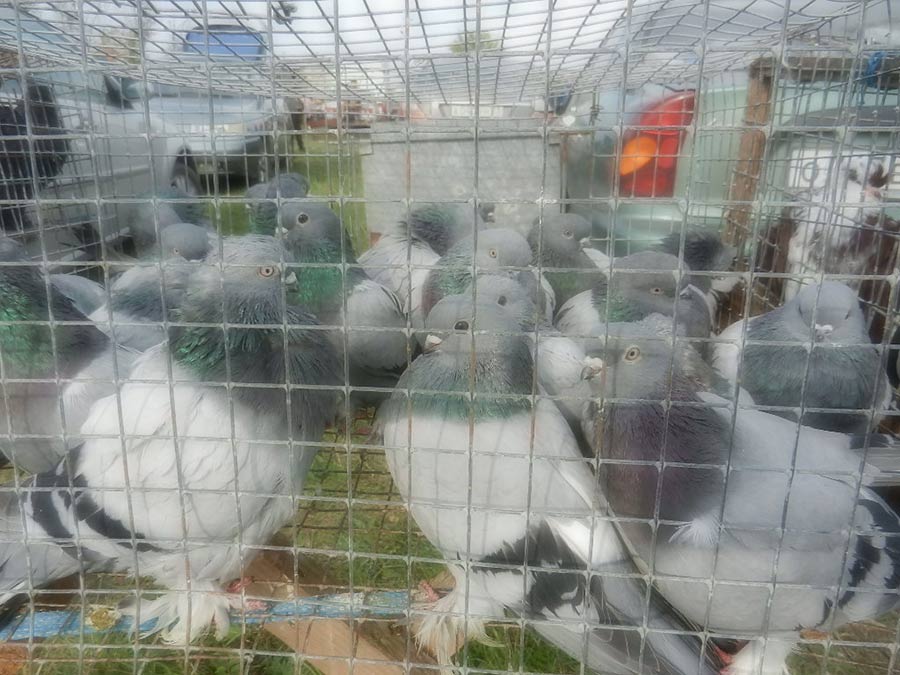 Клуб голубеводов станицы Ленинградская