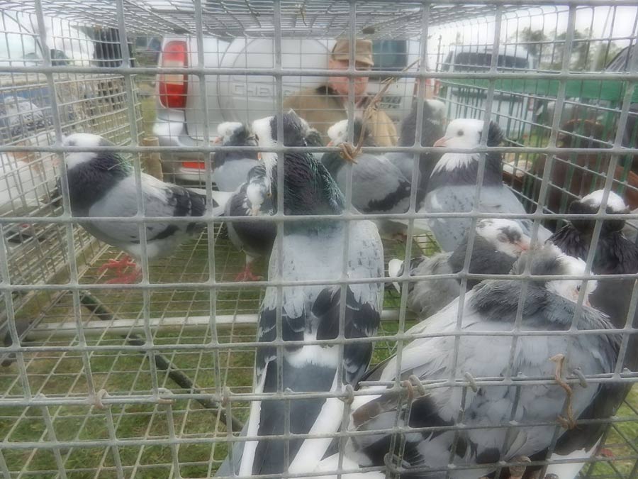 Клуб голубеводов станицы Ленинградская