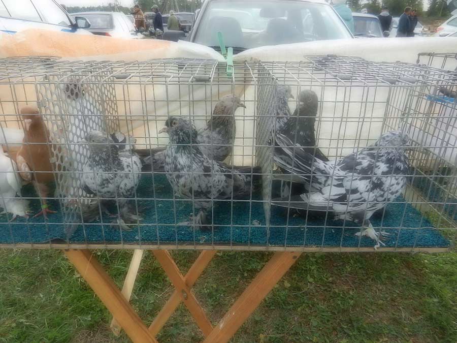 Клуб голубеводов станицы Ленинградская