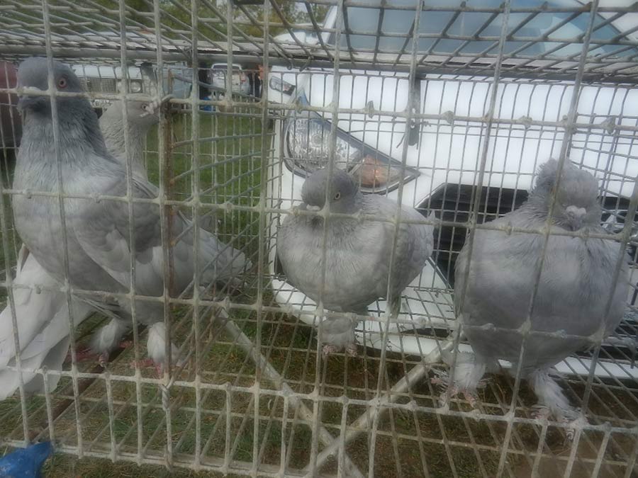 Клуб голубеводов станицы Ленинградская