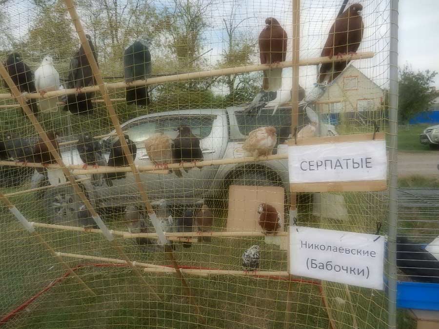 Клуб голубеводов станицы Ленинградская
