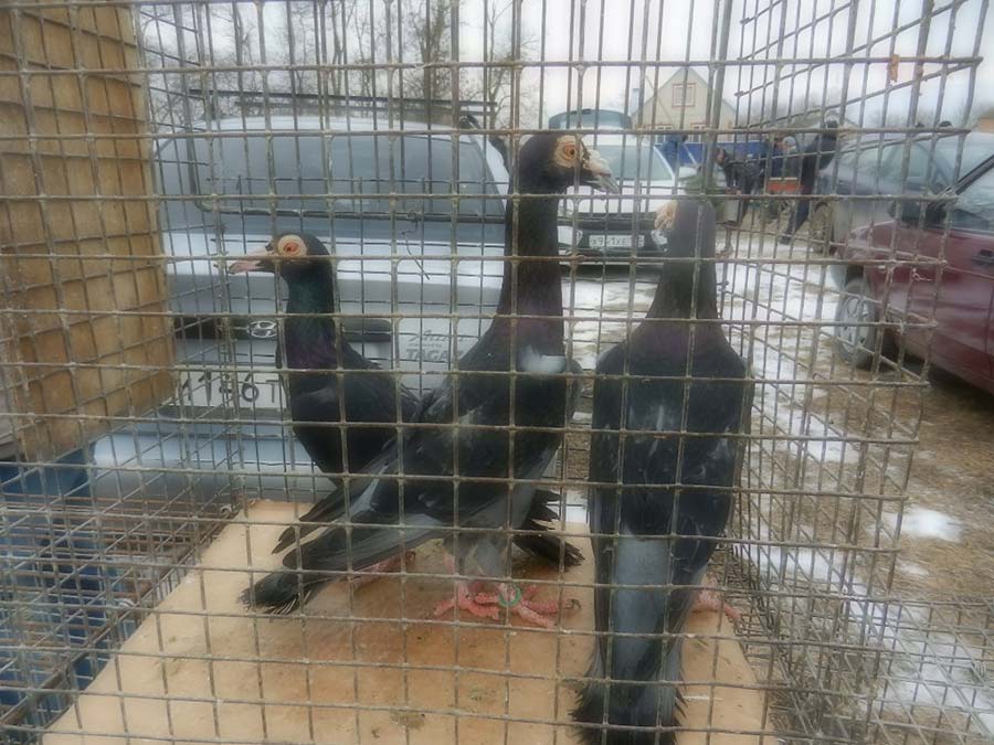Клуб голубеводов станицы Ленинградская
