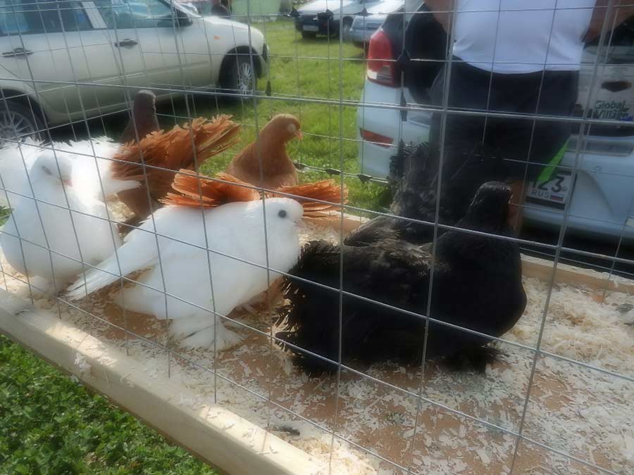 Клуб голубеводов станицы Ленинградская