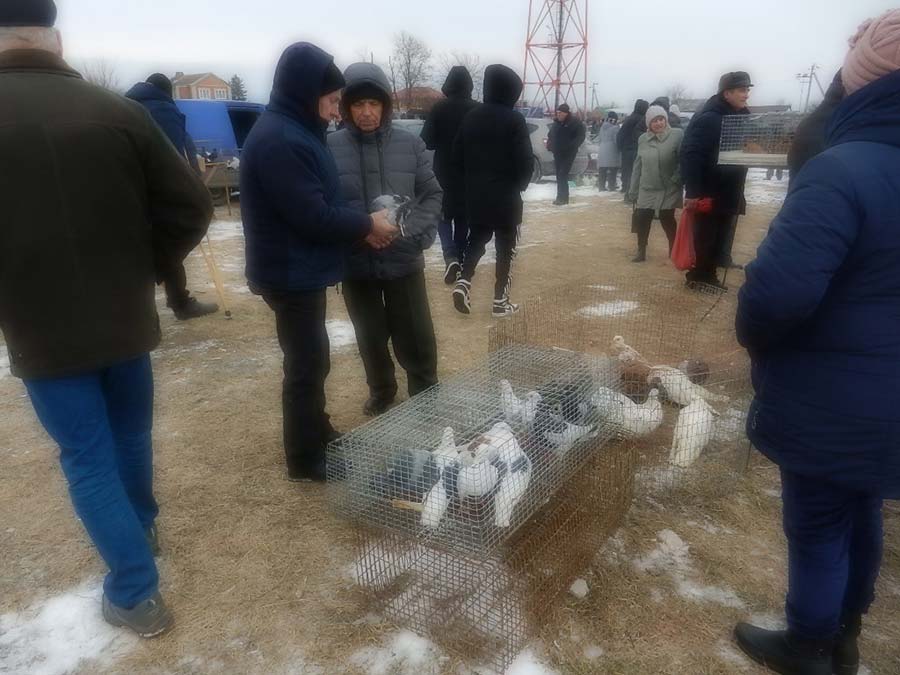 Клуб голубеводов станицы Ленинградская