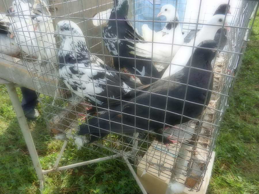Клуб голубеводов станицы Ленинградская