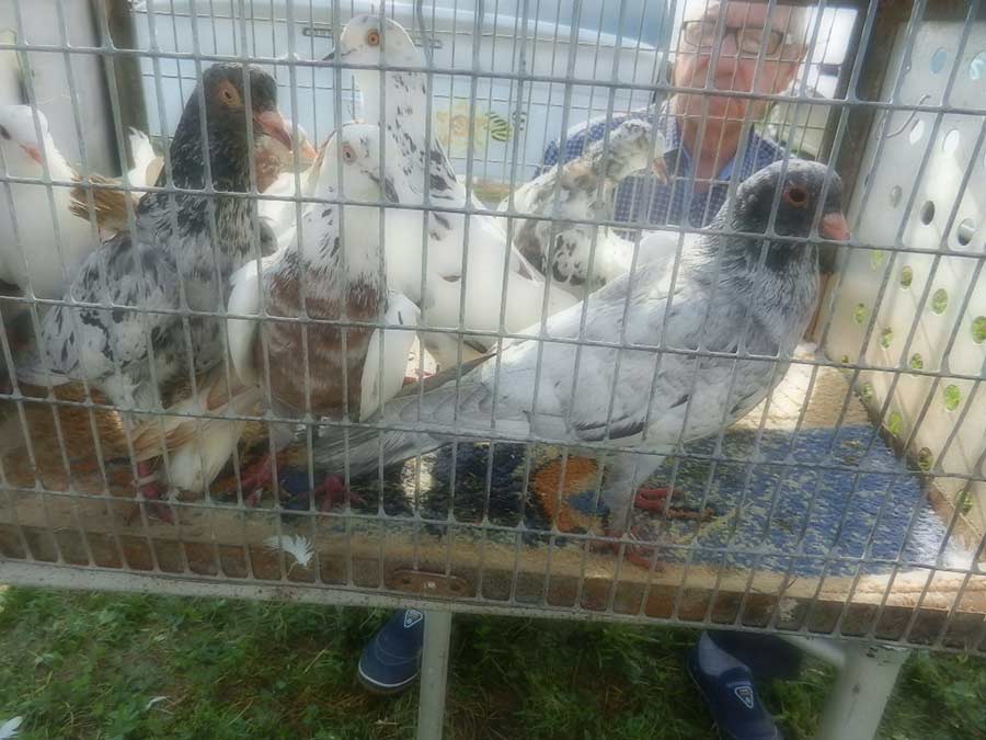 Клуб голубеводов станицы Ленинградская