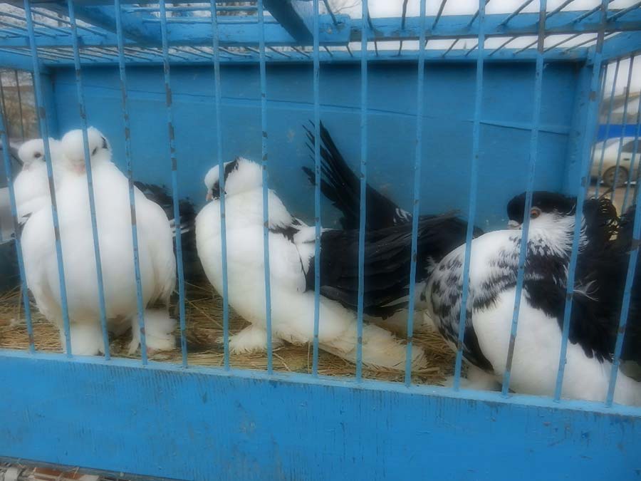 Клуб голубеводов станицы Ленинградская