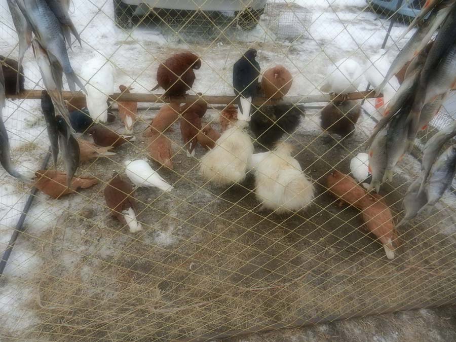 Клуб голубеводов станицы Ленинградская