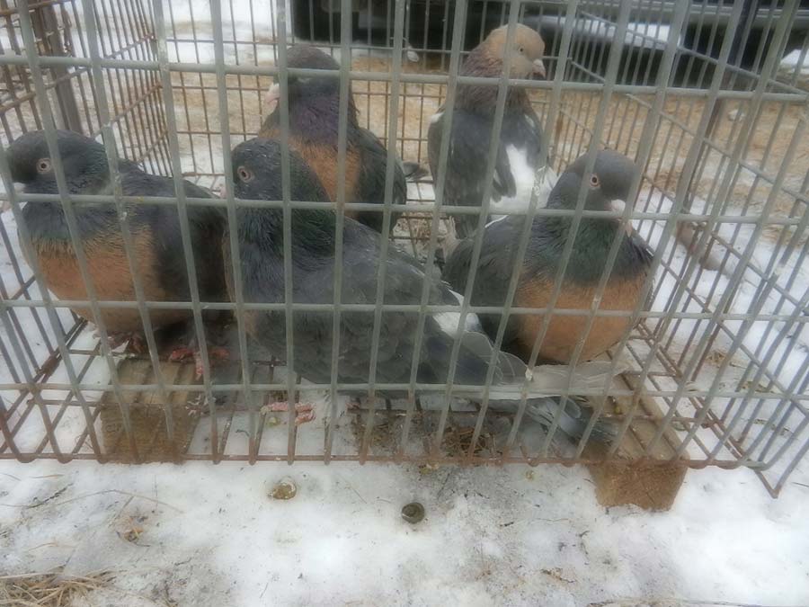 Клуб голубеводов станицы Ленинградская