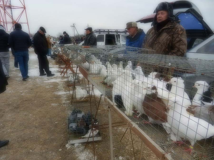 Клуб голубеводов станицы Ленинградская