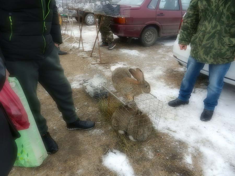 Клуб голубеводов станицы Ленинградская