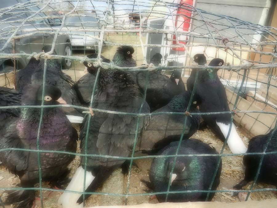 Клуб голубеводов станицы Ленинградская