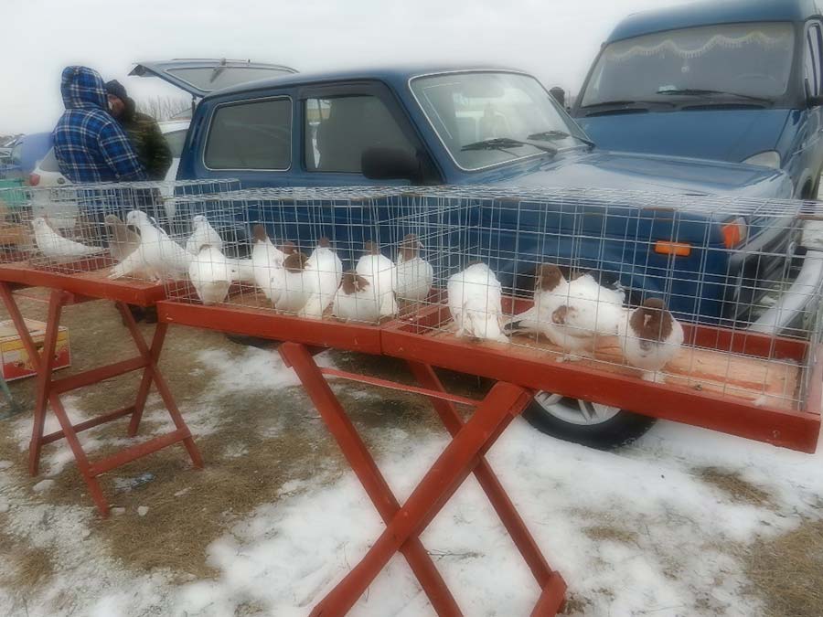 Клуб голубеводов станицы Ленинградская