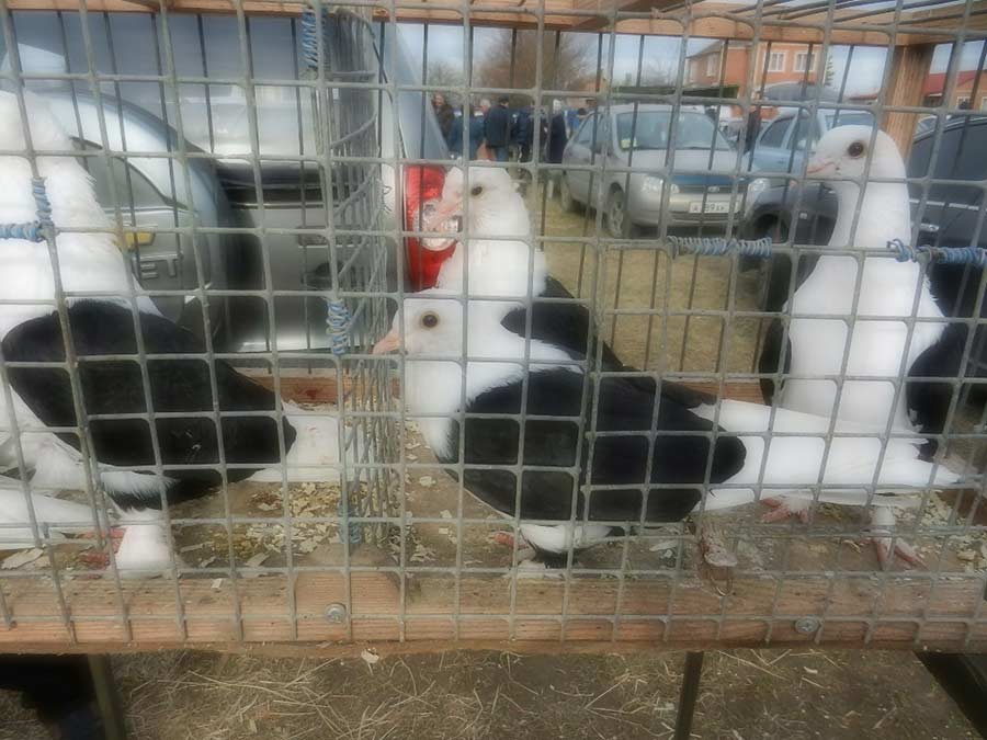 Клуб голубеводов станицы Ленинградская