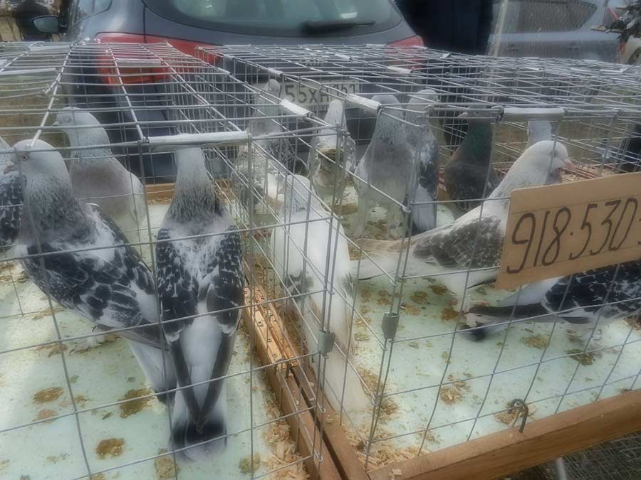 Клуб голубеводов станицы Ленинградская