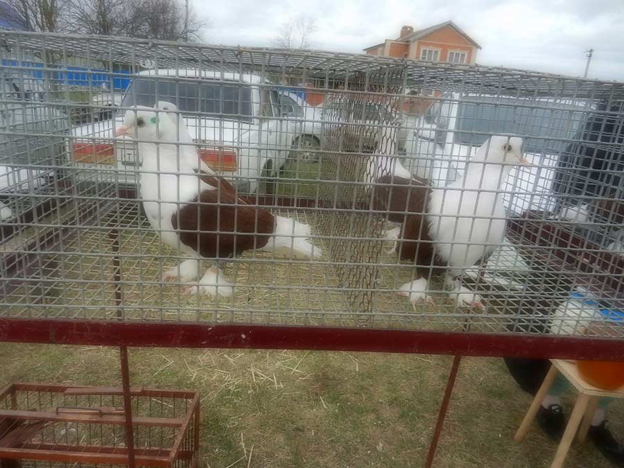 Клуб голубеводов станицы Ленинградская