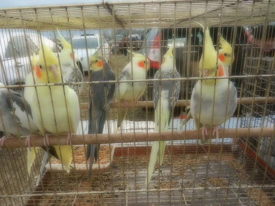 Клуб голубеводов станицы Ленинградская