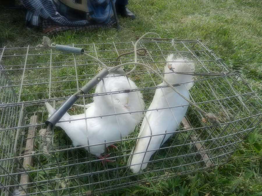 Клуб голубеводов станицы Ленинградская