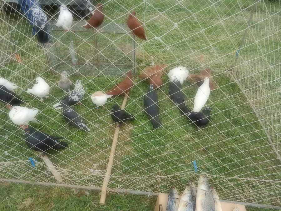 Клуб голубеводов станицы Ленинградская