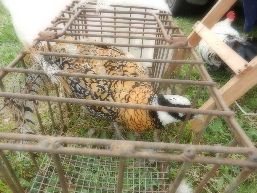 Клуб голубеводов станицы Ленинградская