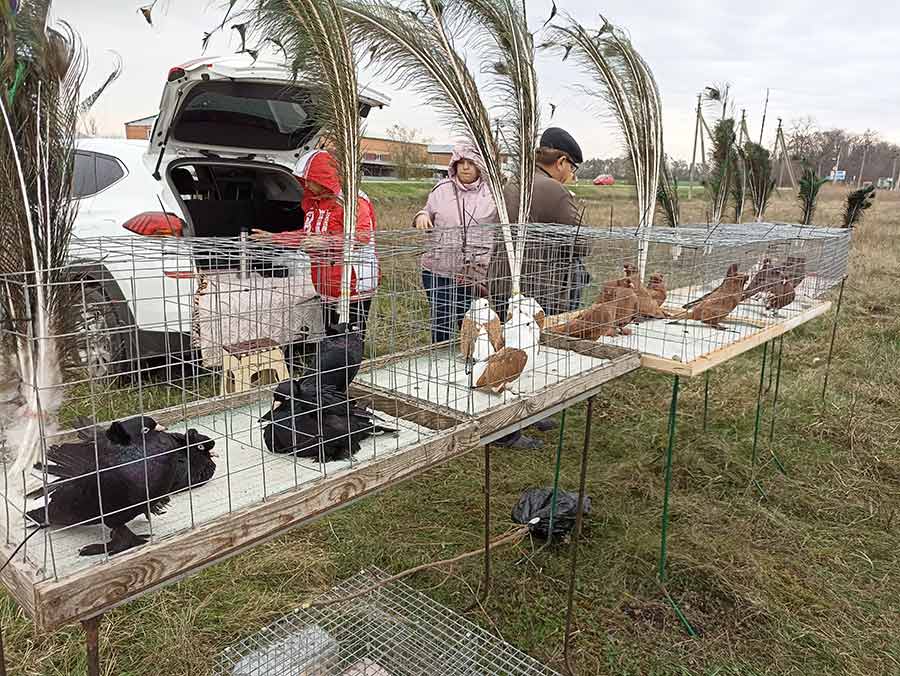 Клуб голубеводов станицы Ленинградская