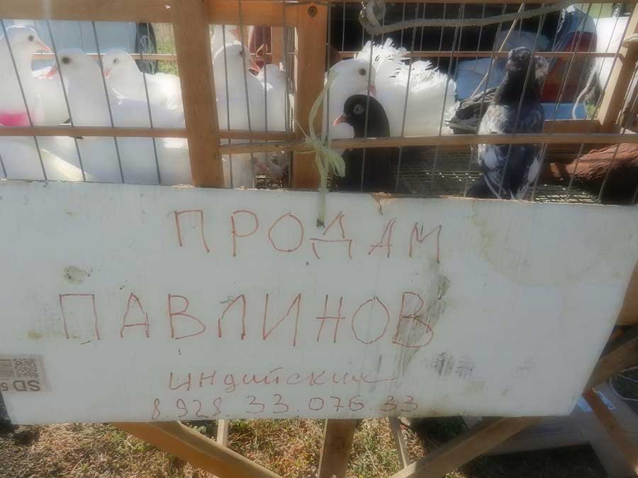 Клуб голубеводов станицы Ленинградская