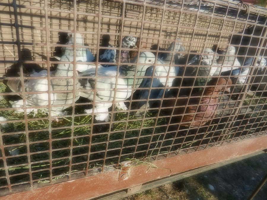Клуб голубеводов станицы Ленинградская