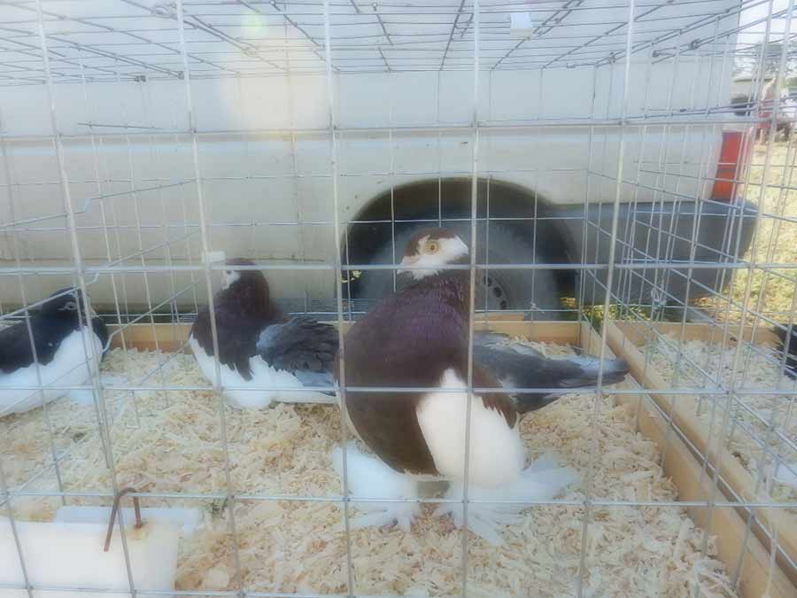 Клуб голубеводов станицы Ленинградская
