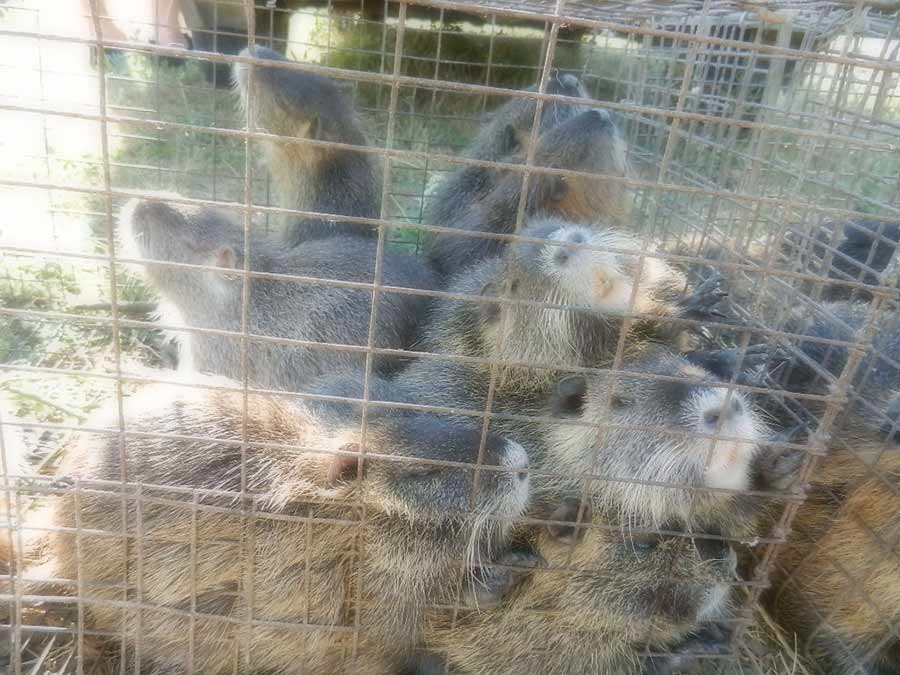Клуб голубеводов станицы Ленинградская