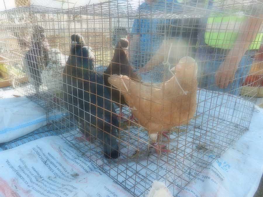 Клуб голубеводов станицы Ленинградская