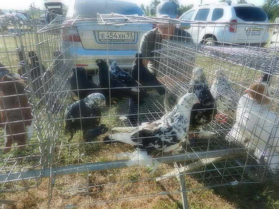 Клуб голубеводов станицы Ленинградская