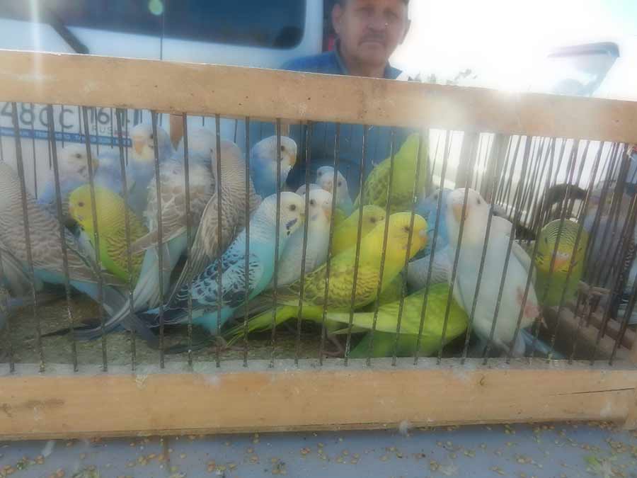Клуб голубеводов станицы Ленинградская