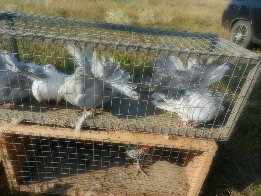 Клуб голубеводов станицы Ленинградская