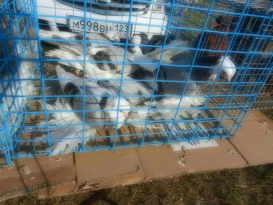 Клуб голубеводов станицы Ленинградская