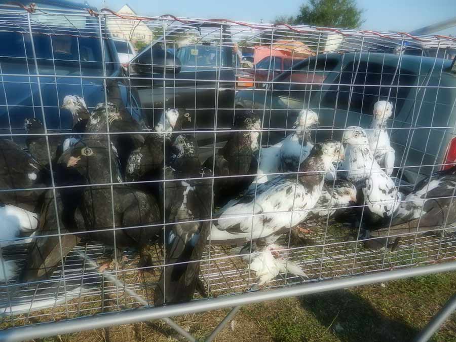 Клуб голубеводов станицы Ленинградская