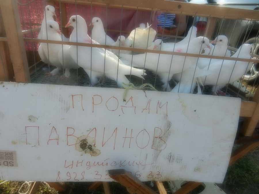 Клуб голубеводов станицы Ленинградская