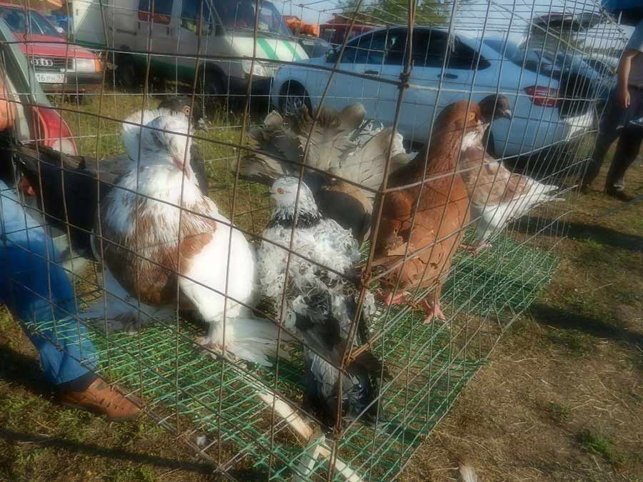 Клуб голубеводов станицы Ленинградская