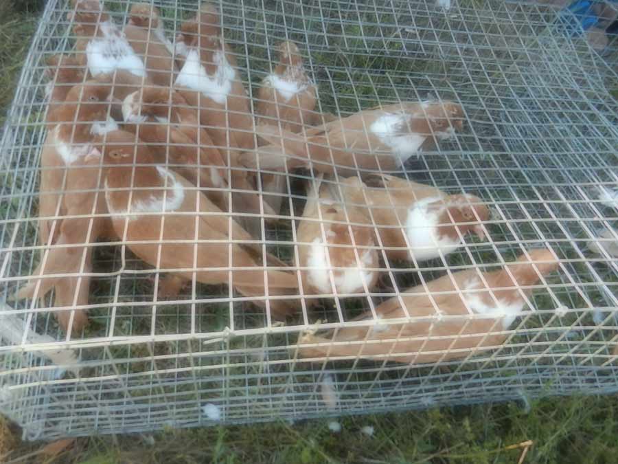 Клуб голубеводов станицы Ленинградская