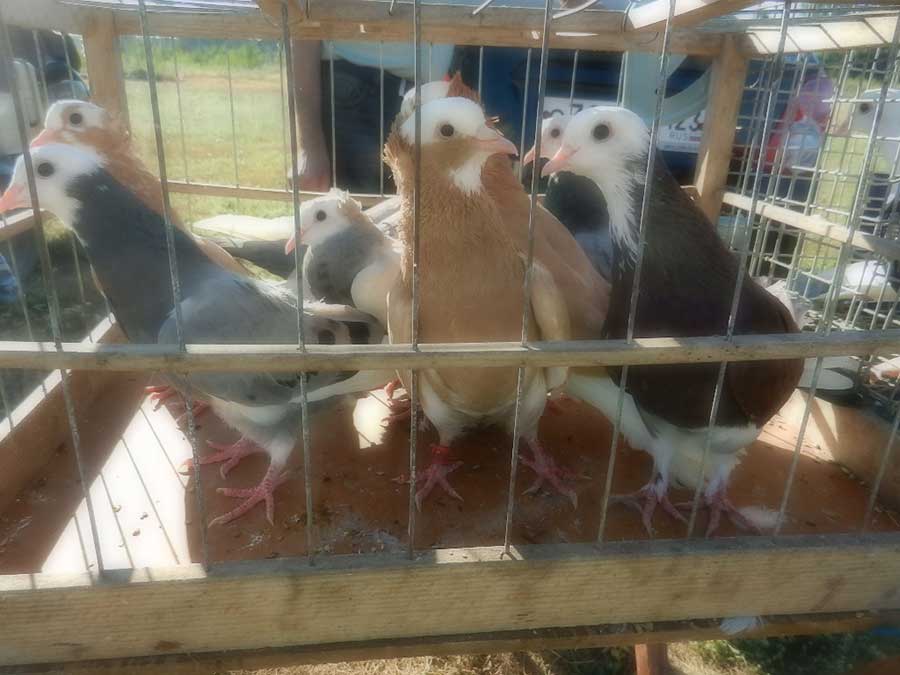 Клуб голубеводов станицы Ленинградская